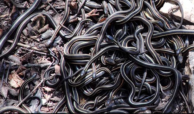 Two held with over 100 snakes in Pune - Dynamite News