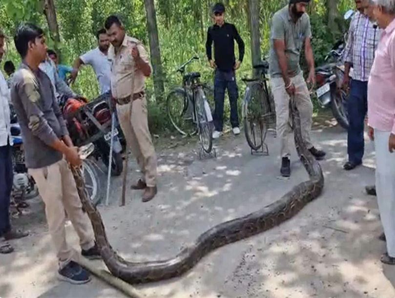 Python rescued from Haridwar's Ismailpur village